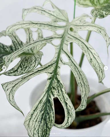 Monstera 'Devil Monster'